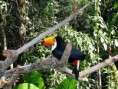 /album/natureza/tucano-jpg/